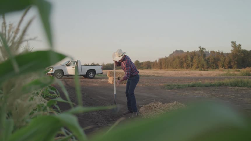 A farmer is shoveling soil near the crops