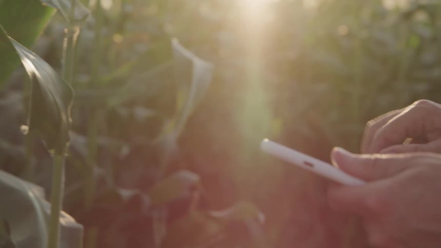 A persons hands delicately examine a plant in a field before beginning to type on a white smartphone all backlit by a warm golden sun producing lens flare