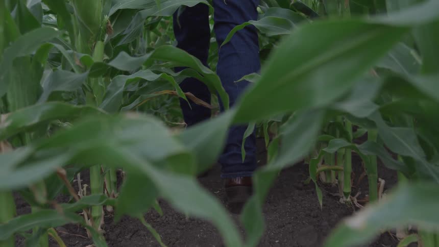 A closeup shot shows a persons legs clad in blue jeans and brown boots walking on dark soil between rows of tall green corn stalks