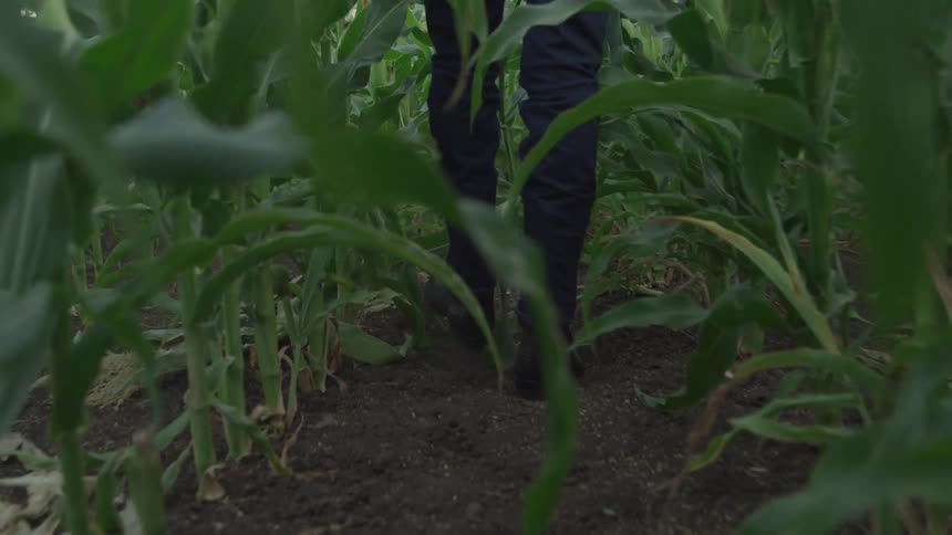 Person walks along the space between two rows of corn