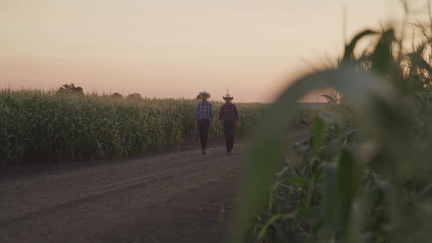 Two individuals wearing cowboy hats walk down a dirt road through a cornfield under a hazy sky at sunset
