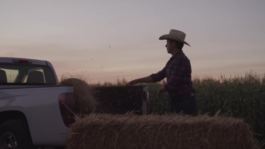 Rancher standing next to a field of crops near sunrise loads hay bales onto a pickup truck