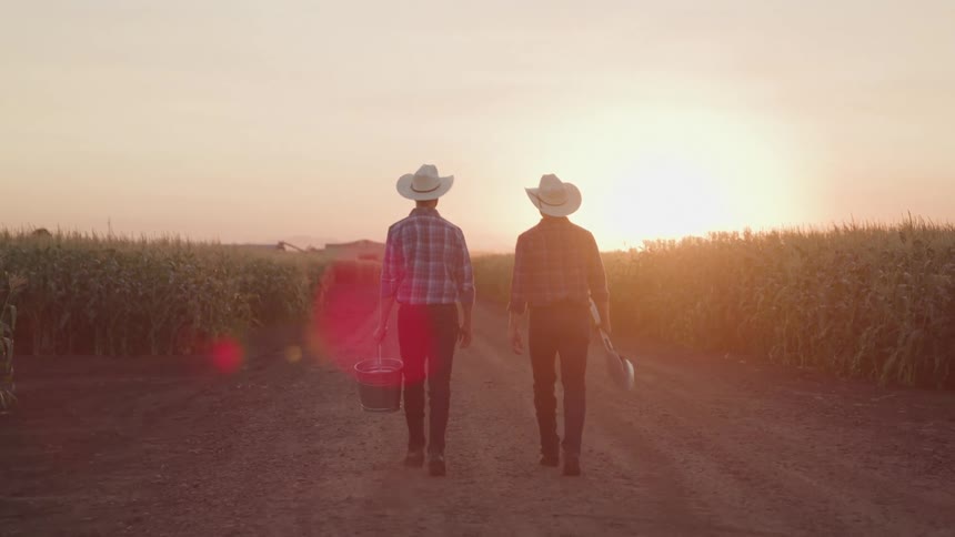 Two men in hats walking in an agricultural corn plantation area
