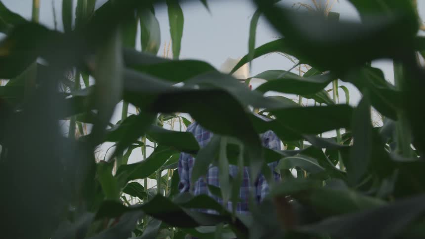 A man wearing a cowboy hat and plaid shirt walking through a field of tall corn