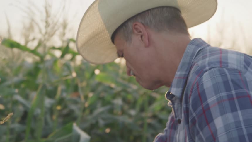 A man wearing a cowboy hat and a plaid shirt inspects crops in a sunny field