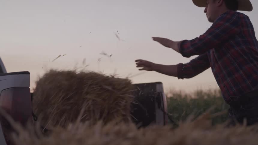 A man wearing a cowboy hat and plaid shirt throws hay bales from the back of a pickup truck into a field at dusk