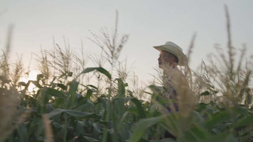 A farmer in a cowboy hat walks through a tall cornfield at sunrise
