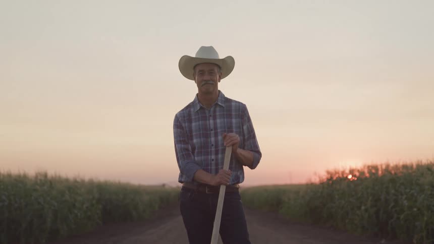 A cowboy holding stick stands in a corn farm at sunset