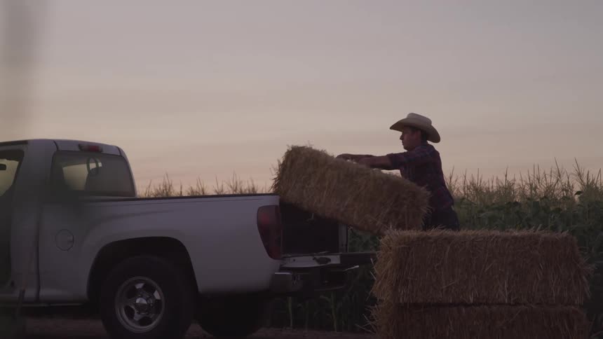 A farmer in a cowboy hat loads bales of hay into the back of his pickup truck next to a corn field at dusk