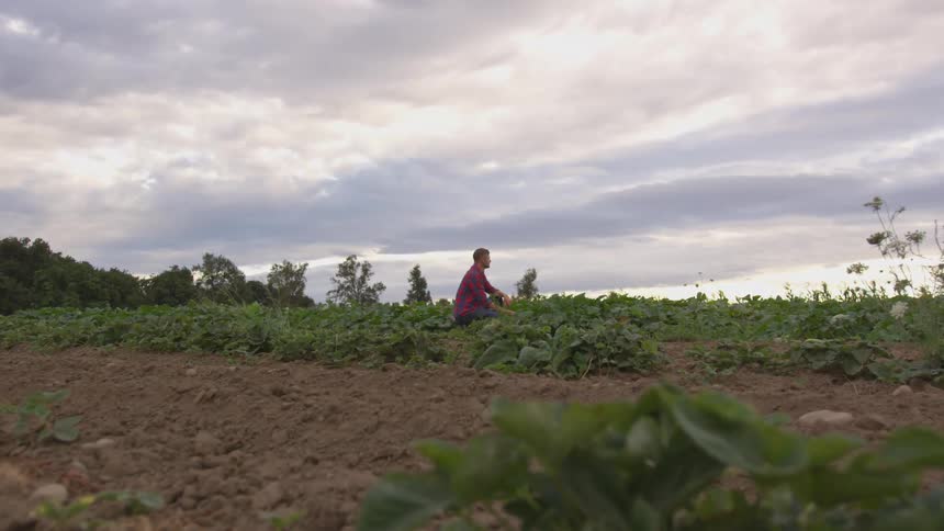 Man squats in the middle of a farm during the day