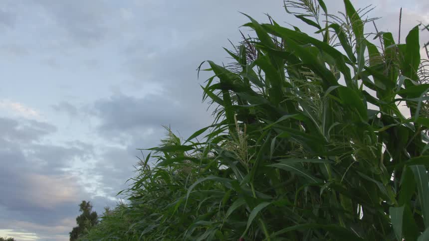 Corn stalks sway in the breeze