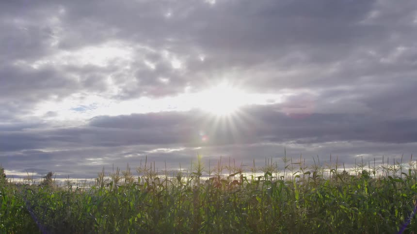 Sunlight streaks through thick clouds over a field of corn stalks