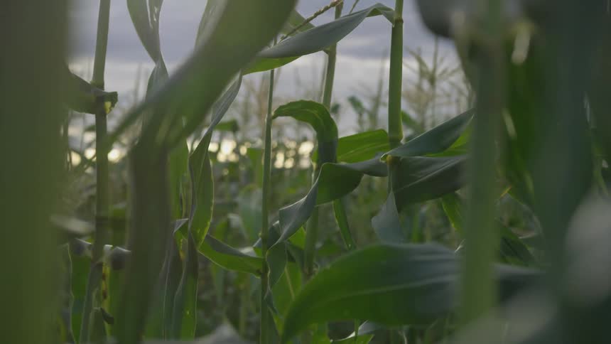 Zooming in on some corn stalks