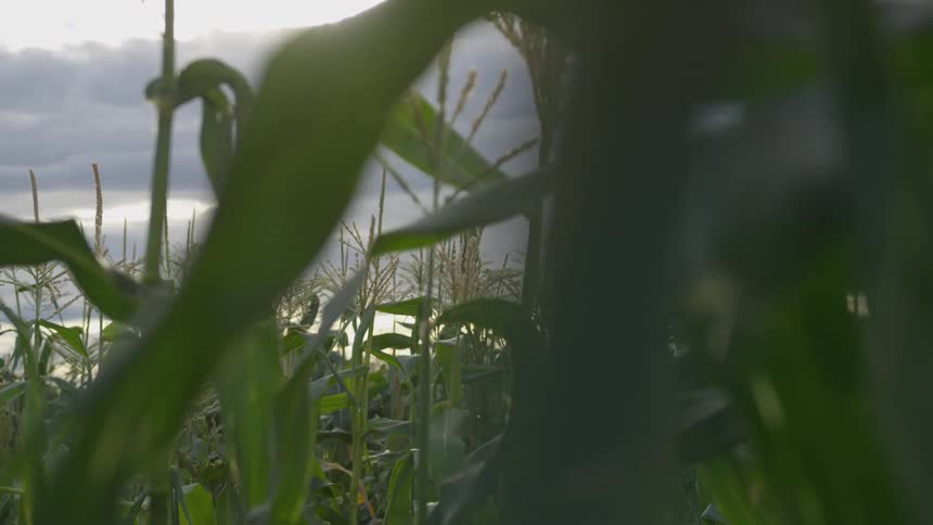 A close up of corn stalks