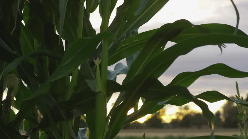 A close up of a crop