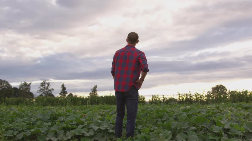 A man stands among his crops