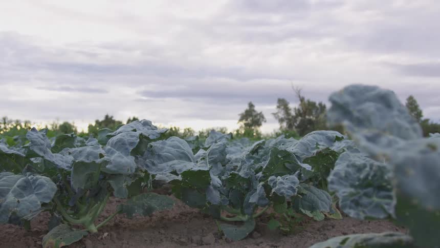 A crop of green leafy vegetables
