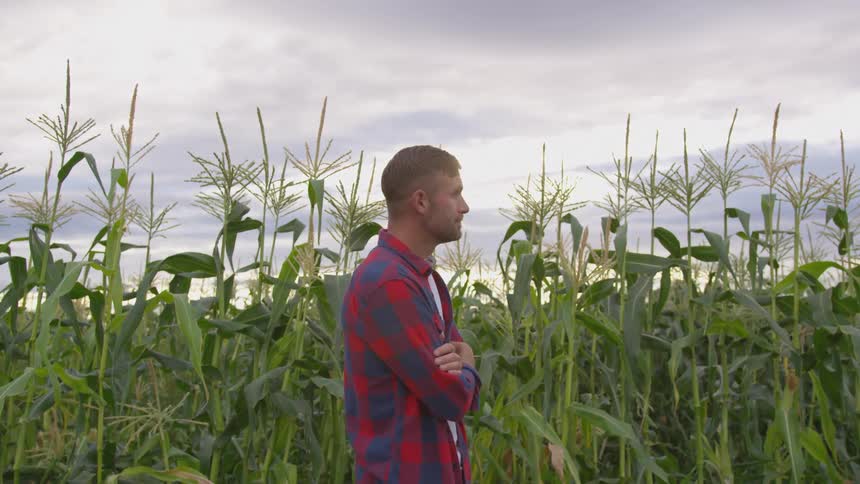 A man stands in a corn field