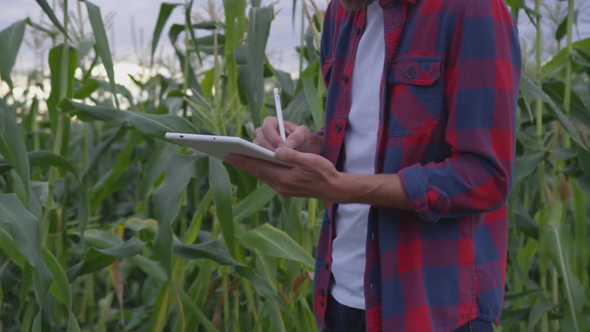 A man stands in a corn field on his tablet