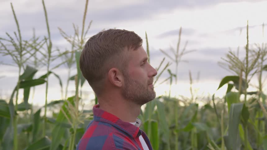 A man stands in front of a corn field