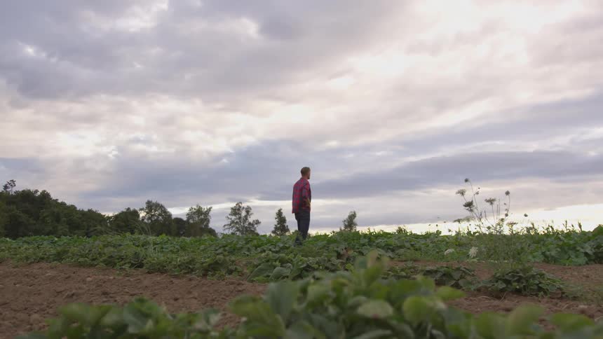 A man stands among his crops