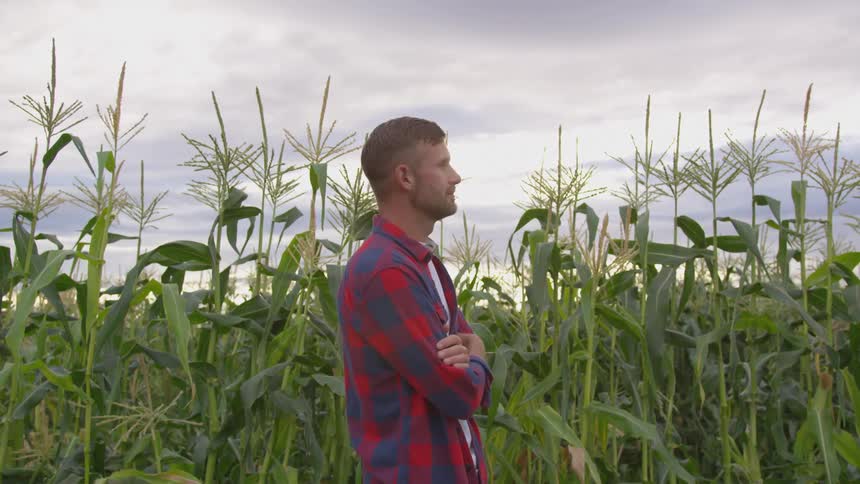 A man stands in front of a corn field