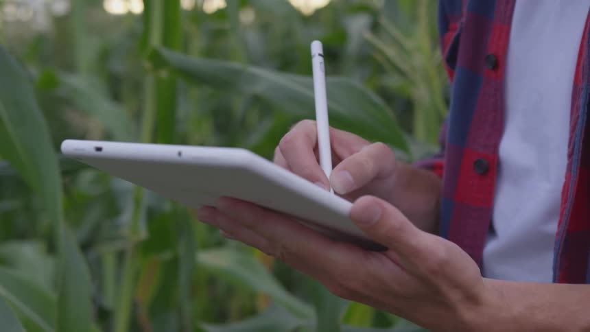 A man stands in a corn field on his tablet