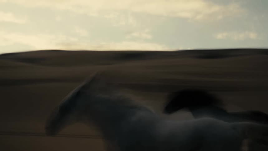 Horses race across the field