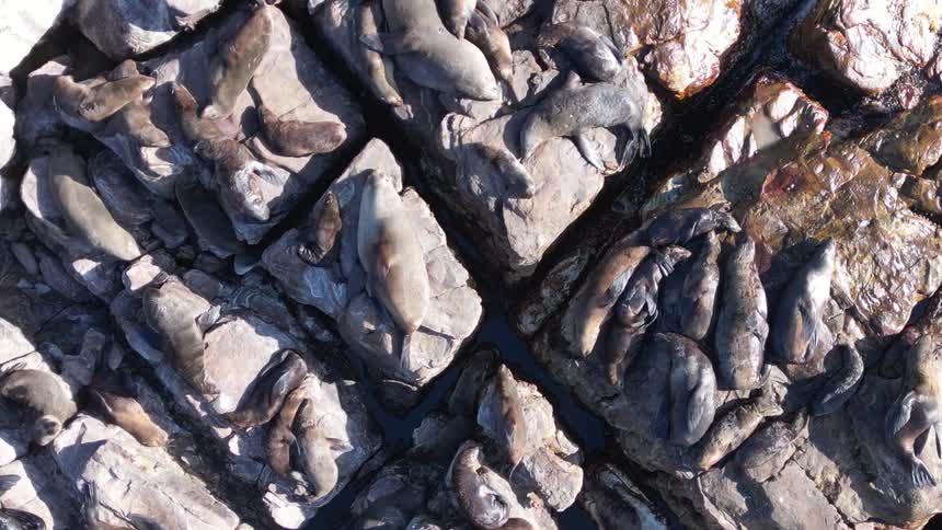 Hundreds of sea lions are resting in the sun on rocks next to the ocean
