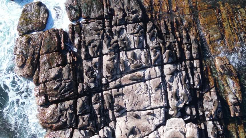 Aerial shot of a rocky coastal platform with gridlike cracks and waves splashing at the edges as sea lions lounge on the sun-warmed stones