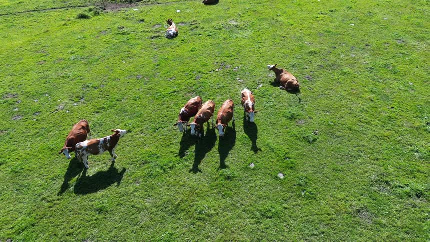 Small herd of cattle occupies a pasture on a summer day