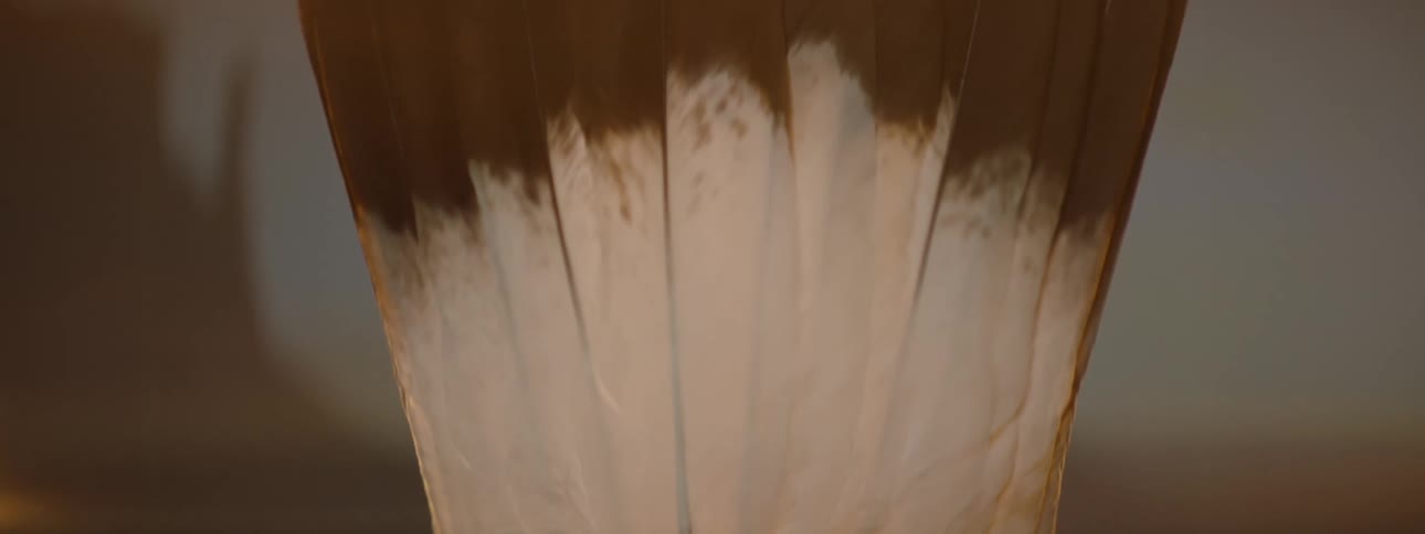 A girl covers her face with feathers