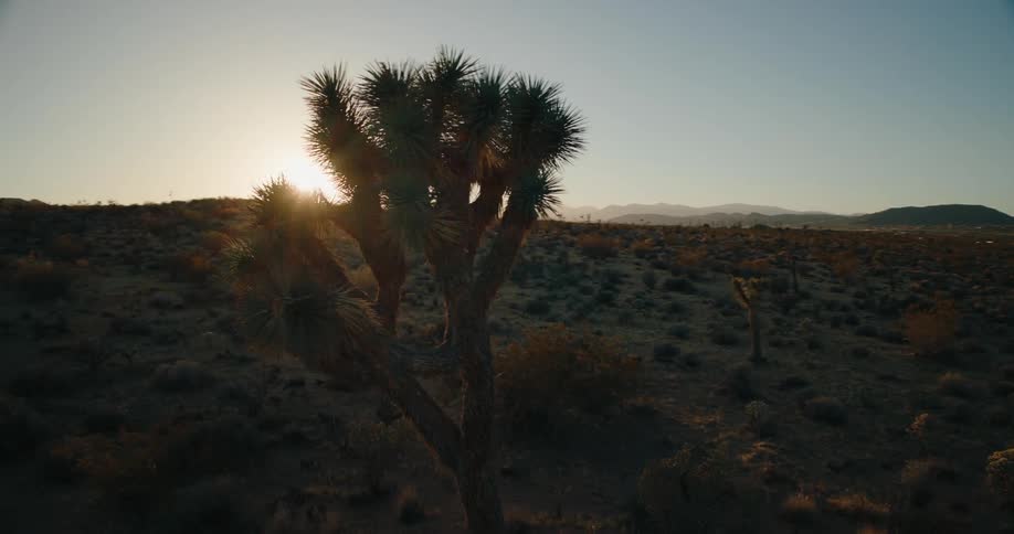 Landscape of a desert with sparse vegetation and an isolated tree with the sun on the horizon