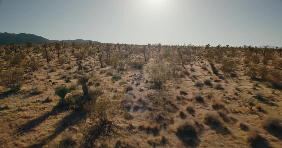 Different types of plants grow in a desert area