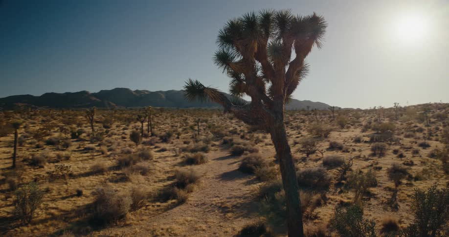 Sunlight filtering through a joshua tree in the desert