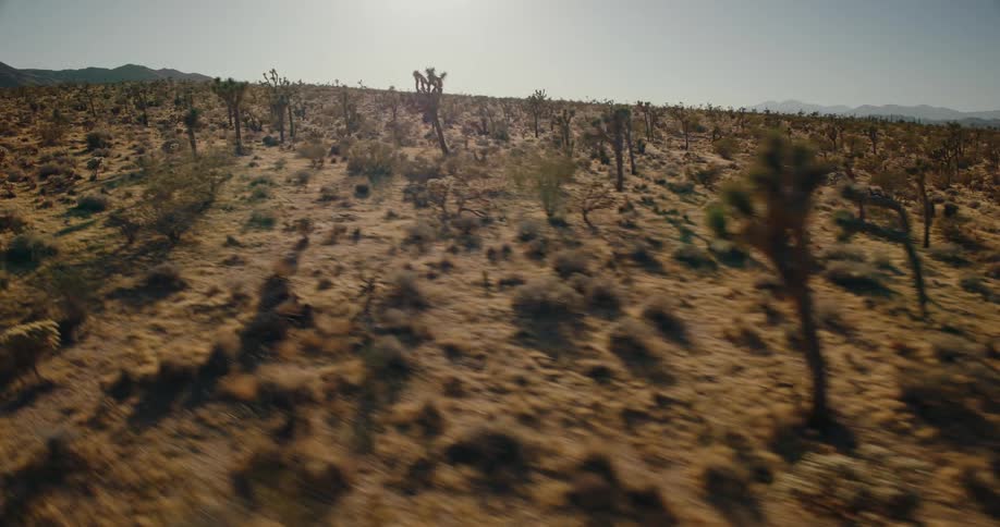 A sunlit desert landscape filled with joshua trees stretching toward distant mountains