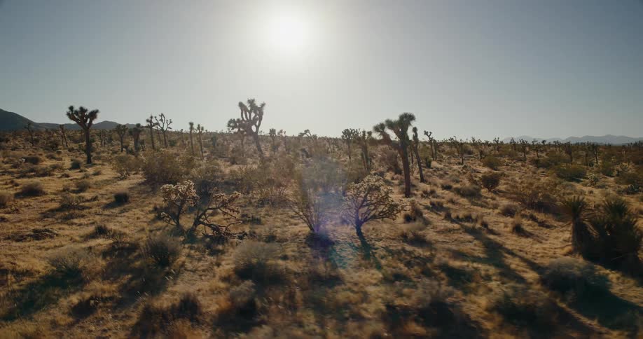 A dry desert landscape with joshua trees under the bright afternoon sun