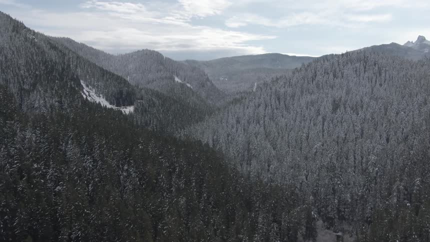 Aerial view of a mountain range covered with conifer trees