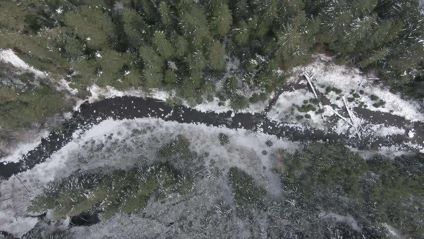 The forest is covered with snow near the stream