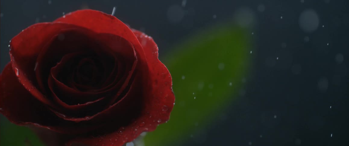 Up close of a rose