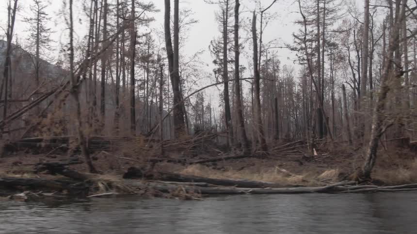 Dead forest on the banks of a river