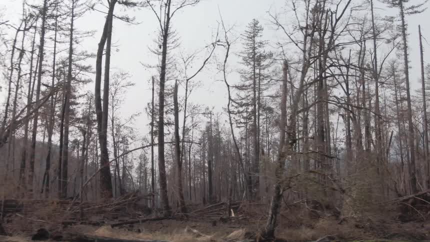 Scraggly and broken trees fill the forest near a mountain during the daytime