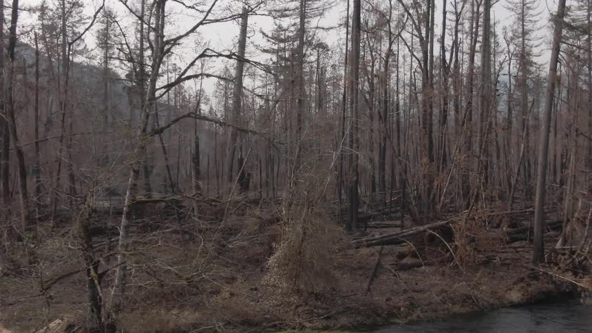 Dry forest on the banks of a river