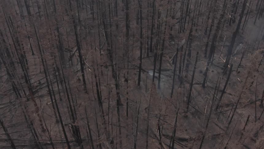 Aerial view of a burned forest
