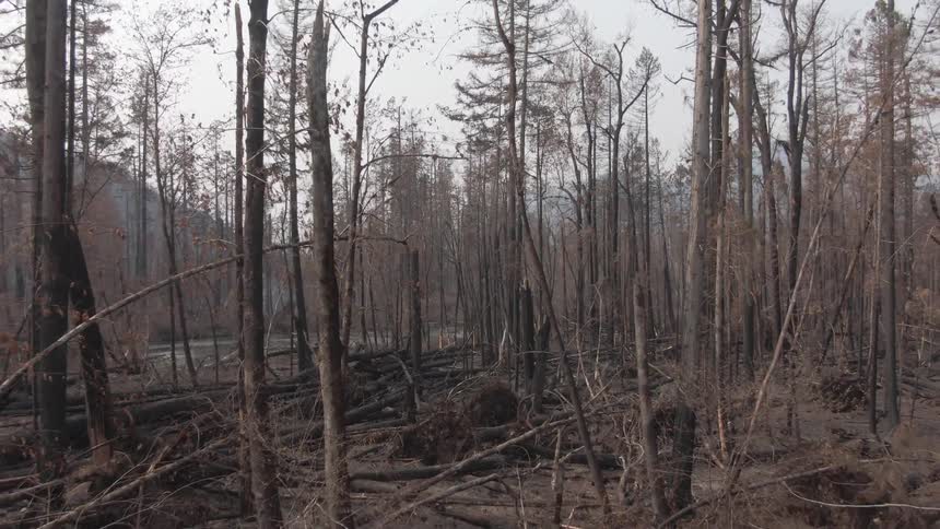 A forest severely damaged by fire with many trees charred and bare seen at midday
