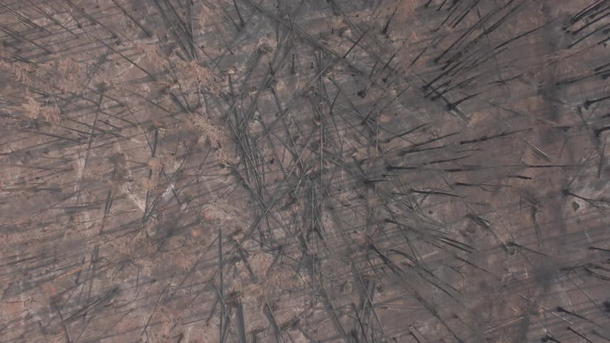 Pointed bare trees spike resemble spikes on the scorched earth after a forest fire from an aerial top view perspective