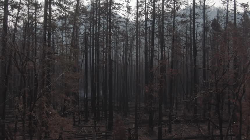 Heavy fog is in the forest