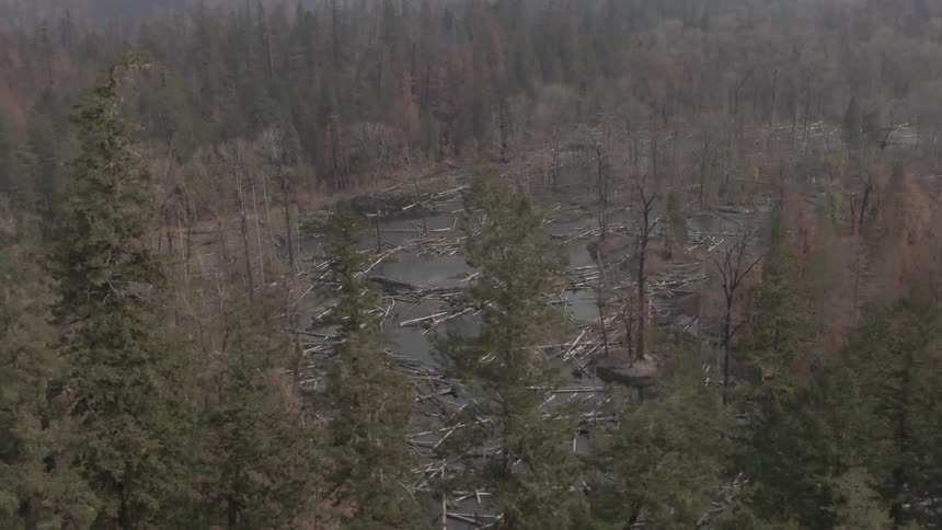 Aerial view of a lake with felled logs in a forest
