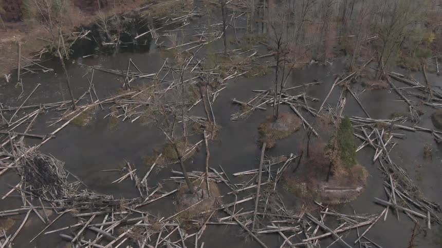 Aerial view of fallen trees in a flooded area of a forest
