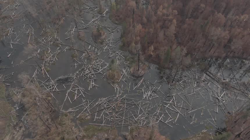 Aerial of a desolate flooded forest with numerous fallen bare trees submerged in murky water surrounded by dense leafless woodland